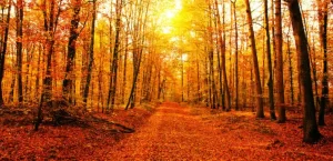 Unravelling the Truth About Eve: Her Position in History According to Islam Unravelling the Truth About Eve: Her Position in History According to Islam