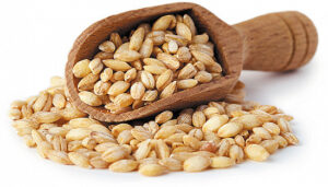 Nature's Bounty: Traditional Herbal Remedies from the Sunnah Barley