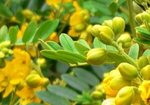 Nature's Bounty: Traditional Herbal Remedies from the Sunnah Senna (Senna Alexandrina)