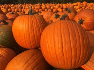 The Bountiful Blessings: Health Benefits of Pumpkin in Islam