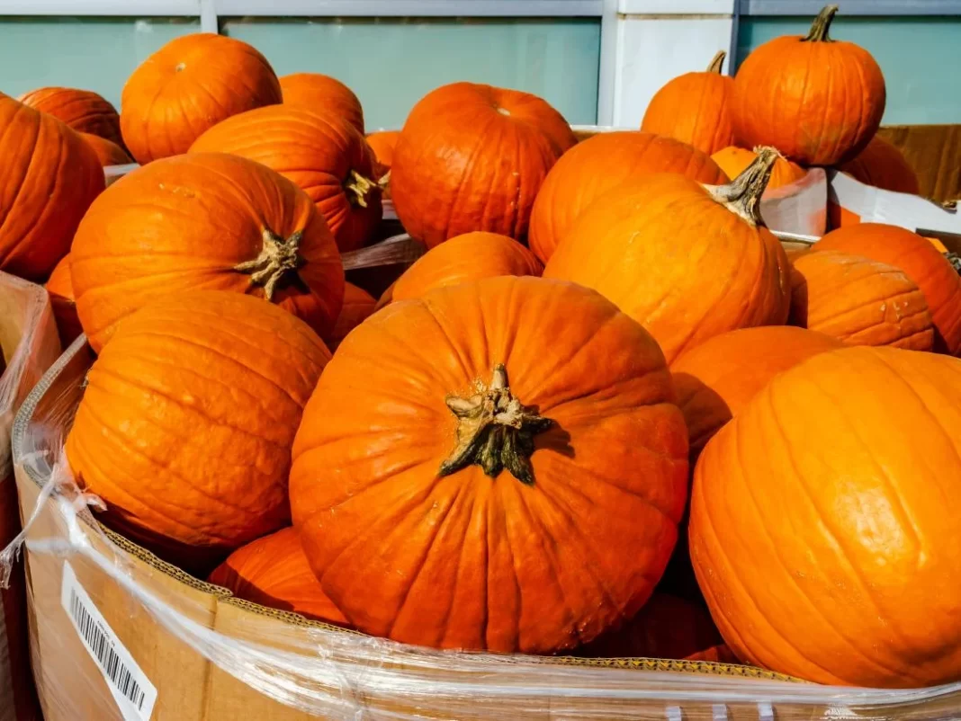 The Bountiful Blessings: Health Benefits of Pumpkin in Islam