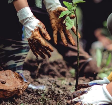 Tree-planting session held in Edmonton, Canada